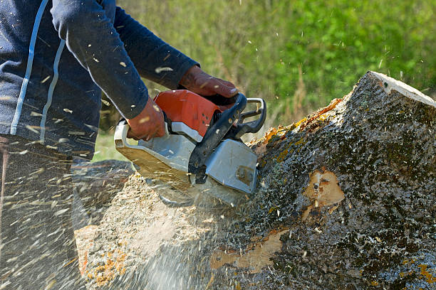 Professional Tree Removal in Fords Prairie, WA